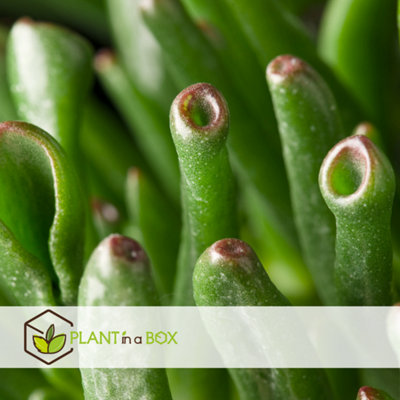 jade plant plant Baby Jade Plant – OMG Asheville main image 0