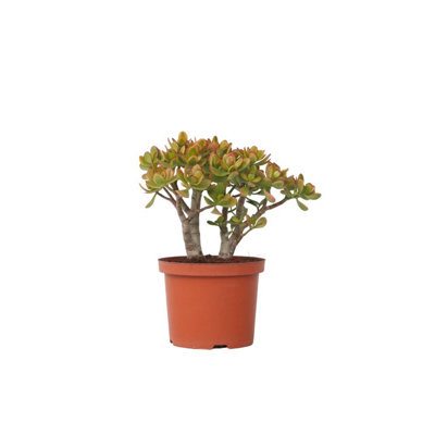 Jade plant - Crassula ovata 'Sunset' - Height 45-50cm - Pot 23cm