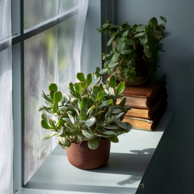 Jade Plant - Set of 2 - Crassula arborescens Curly - Pot 12 cm