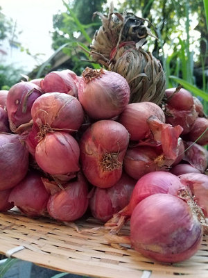 Jamieson Brothers Red Sun Shallot Sets - 8 pack - 3
