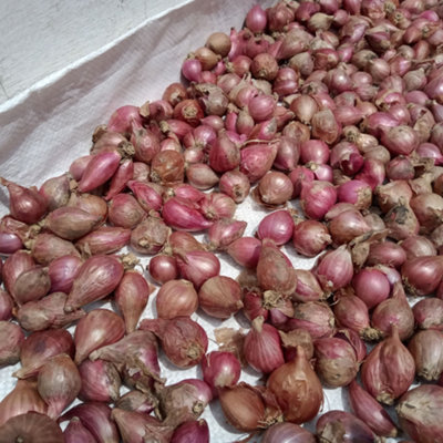 Jamieson Brothers Red Sun Shallot Sets - 8 pack - 4
