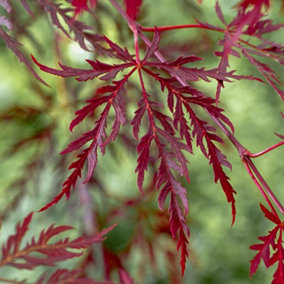 Japanese Acer palmatum 'Dissectum Garnet' in a 3L Pot Red Purple