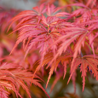 Japanese Acer palmatum Dissectum in a 3L Pot Green - 3