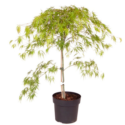 Japanese Acer palmatum Dissectum in a 3L Pot Green - 4