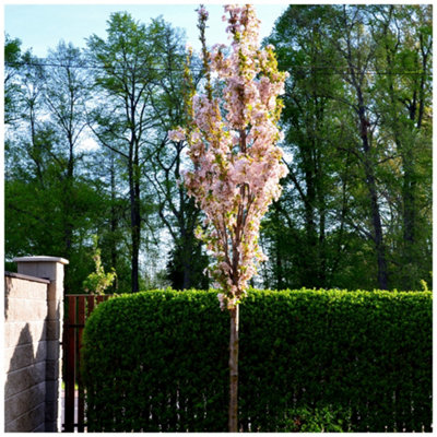 Japanese Amanogawa Pink Flowering Cherry 4-5ft in 3L Pot, Upright ...