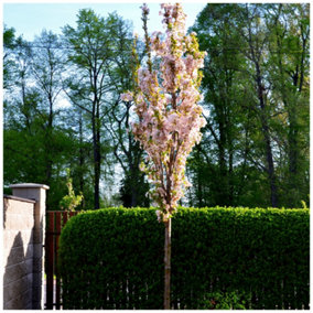 Japanese Amanogawa Pink Flowering Cherry 4-5ft in 3L Pot, Upright Growing.Prunus Serrulata 3FATPIGS