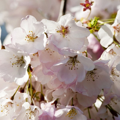 japanese-amanogawa-pink-