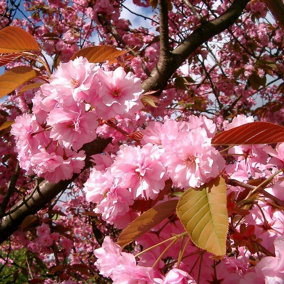 Japanese Flowering Cherry /  Prunus 'Kanzan' 3-5ft Tall, Potted, Double Pink Flowers 3FATPIGS