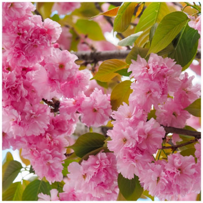 japanese-flowering-cherry-