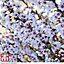 Japanese Flowering Cherry Tree - Kojo-No-Mai 9cm Pot x 2
