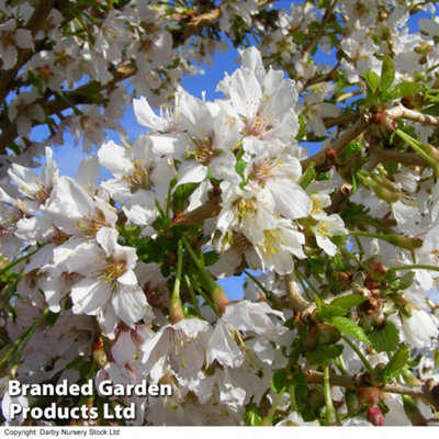 Japanese Flowering Cherry Tree - Kojo-No-Mai 9cm Pot x 2