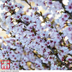 Japanese Flowering Cherry Tree - Kojo-No-Mai 9cm Pot x 2