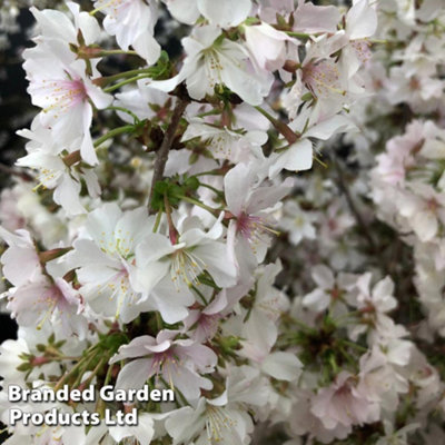 Japanese Flowering Cherry Tree - Kojo-No-Mai 9cm Pot x 2