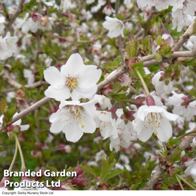 Japanese Flowering Cherry Tree - Kojo-No-Mai 9cm Pot x 2