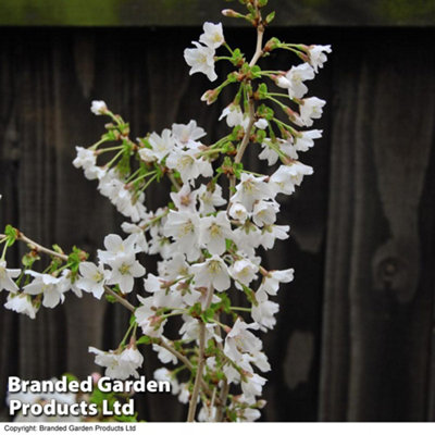 Japanese Flowering Cherry Tree - Kojo-No-Mai 9cm Pot x 3