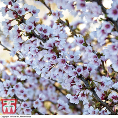 japanese-flowering-cherry-tree