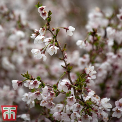 Japanese Flowering Cherry Tree - Kojo-No-Mai Potted Plant x 1