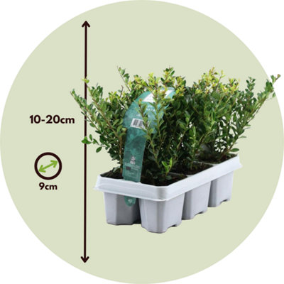 Lagartija Trepadora Plant In A Box Ilex Crenata 'Jenny' - 2er-Set Japanische  Stechpalme 55 Cm Pflanzen 42279629 Hosta Planta
