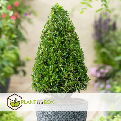 Plants By Frank Echte Hulstplant Piramide Ilex Crenata 'Jenny' - Buxusvervanger Voor In De Tuin Japanse Hulst Piramide 55 Cm Hoog Winterhard -15°C