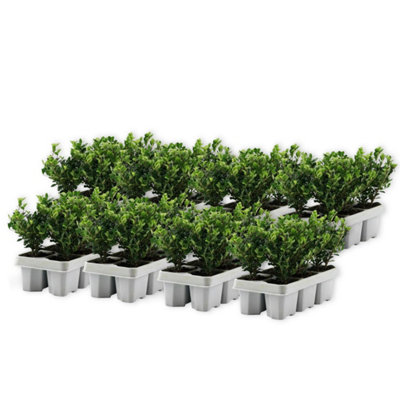 Japanese holly - 48 pcs. - Ilex crenata Jenny - Height 10-20cm