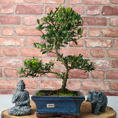 Japanese Holly (Ilex Crenata) Bonsai Tree - Shaped - In 15cm Pot