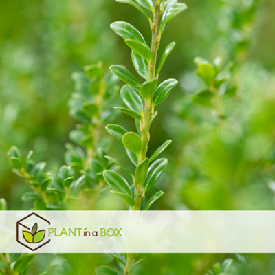 Ilex crenata Caroline Upright - Japanse Hulst (portmaat P9.5) Tuincentrum Koeman