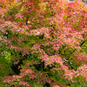 Japanese Maple Acer palmatum 'Orange Dream' in a 3L Pot - Outdoor Garden Ready Trees for Oriental Style Gardens - Oriental Maple T