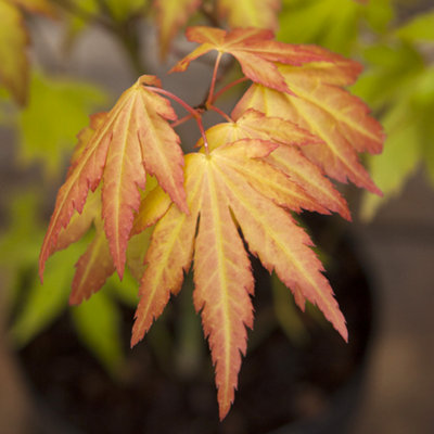 Japanese Maple Acer palmatum 'Orange Dream' in a 3L Pot - Outdoor Garden Ready Trees for Oriental Style Gardens - Oriental Maple T