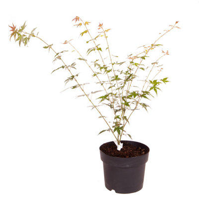 Japanese Maple Acer palmatum 'Orange Dream' in a 3L Pot - Outdoor Garden Ready Trees for Oriental Style Gardens - Oriental Maple T - 3