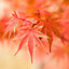Japanese Maple, Acer palmatum 'Phoenix' in a 15cm Pot