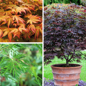Japanese Maple Acer Trees Shrubs, Pack of 3 Established Plant Varieties in 10.5cm Pots, Autumn Colour, Deciduous Plants