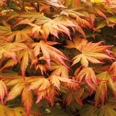 Japanese Maple Acer Trees Shrubs, Pack of 3 Established Plant Varieties in 10.5cm Pots, Autumn Colour, Deciduous Plants