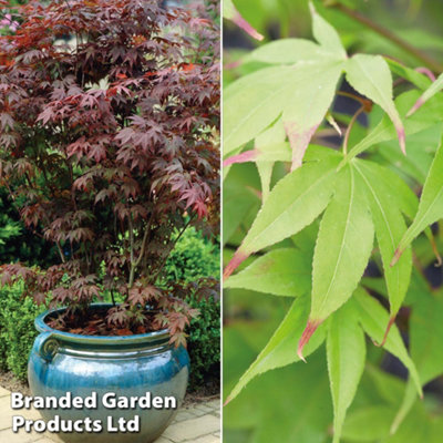 Japanese Maple Tree - Acer Palmatum Duo 7cm Potted Plant x 2 - Colour Changing Foliage - Feature Plant - Ideal for Containers