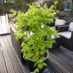 Japanese Maple Tree, Acer Shirasawanum 'Jordan' in a 3L Pot 40-50cm Tall - Established Garden Plants Ready to Plant Out