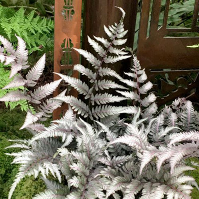 Japanese Painted Fern - Athyrium niponicum f. metallicum -  9cm Potted Plant x 1