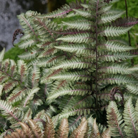 Japanese Painted Fern Pictum Athyrium Niponicum Hardy Outdoor Ferns Plant 2L Pot