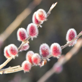 Japanese Pink Willow, Salix gracilistyla 'Mount Aso' in a 3L Pot