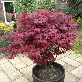 Japanese Purple Maple Tree 9cm pot, Acer Palmatum Atropurpureum Plant 3FATPIGS