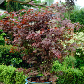 Japanese Red Maple Acer palAtropurpureum Red Leaves in a 1.5L Pot, Autumn Colour, Deciduous Plant