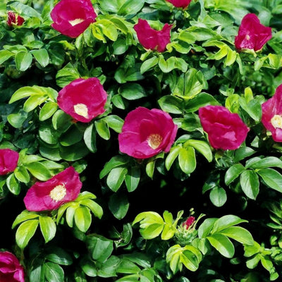 Japanese Rose (Rosa Rugosa 'Rubra') Shrub - 7Ltr Potted
