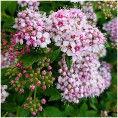 Japanese Spiraea Japonica 'Little Princess' Deciduous Garden Shrub (9cm ...