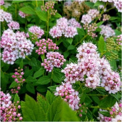 Japanese Spiraea Japonica 'Little Princess' Deciduous Garden Shrub (9cm ...