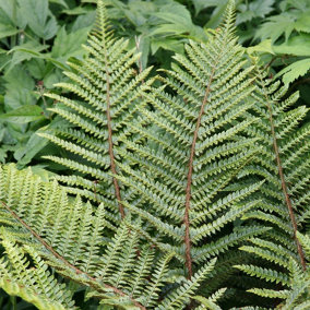 Japanese Tassel Fern Polystichum Polyblepharum Hardy Outdoor Ferns Plant 2L Pot