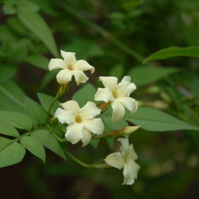 Jasmine Officinale Clotted Cream 3 Litre Potted Plant x 1 at B&Q