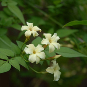 Jasmine Officinale Clotted Cream 3 Litre Potted Plant x 1