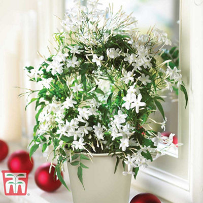 Jasmine jasmine-on-a-hoop-in-cream-