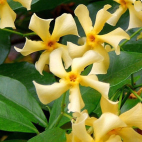 Jasminoides Yellow Star of Toscana Star Jasmine Flowering Vine Plant 60cm 3L Pot
