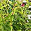 Jasminum Beesianum - 3L Pot - Climber