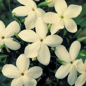 Jasminum Clotted Cream Garden Plant - Beautiful Cream Blooms, Compact Size (20-30cm Height Including Pot)