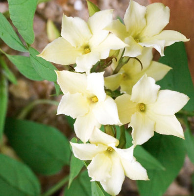 Jasminum Clotted Cream Jasmine Fragrant Garden Climbing Plant at B&Q